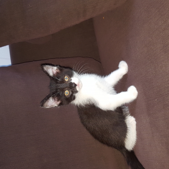 Image pour l'annonce Donne chaton