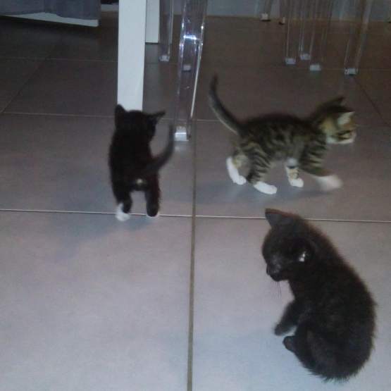 Image pour l'annonce donne 4 chaton