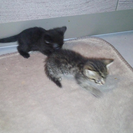 Image pour l'annonce donne 4 chaton