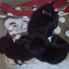 Image pour l'annonce donne 4 chaton