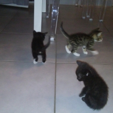 Image pour l'annonce donne 4 chaton