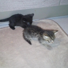 Image pour l'annonce donne 4 chaton