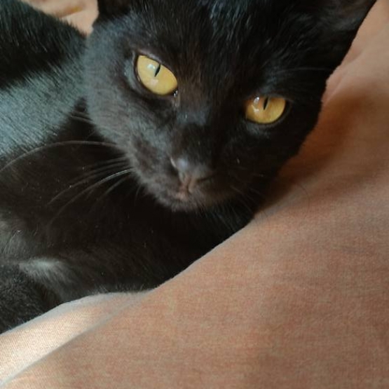Image pour l'annonce donne chaton
