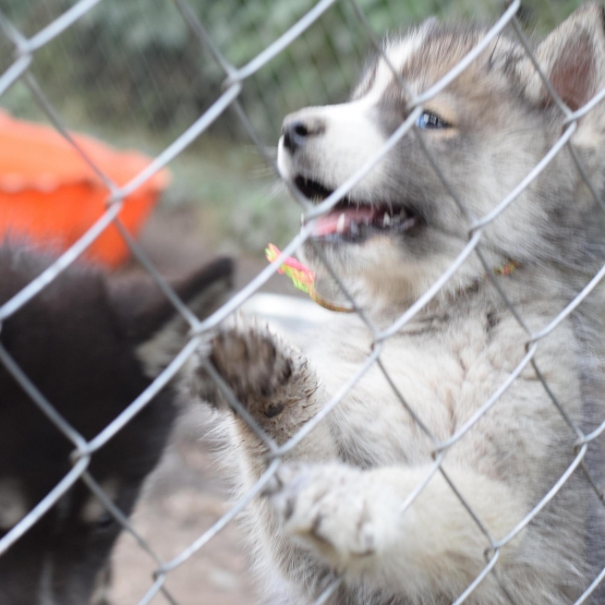 Image pour l'annonce vend chiots husky sibérien LOF