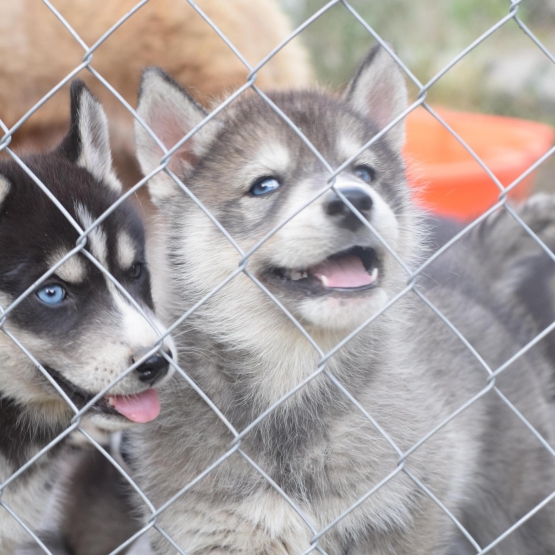 Image pour l'annonce vend chiots husky sibérien LOF