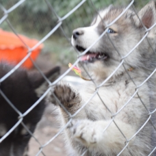 Image pour l'annonce vend chiots husky sibérien LOF