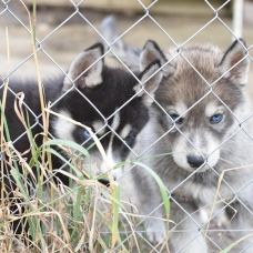 Image pour l'annonce vend chiots husky sibérien LOF