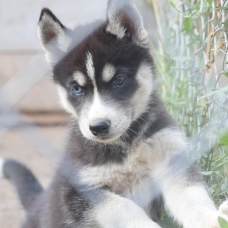 Image pour l'annonce vend chiots husky sibérien LOF