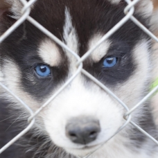 Image pour l'annonce vend chiots husky sibérien LOF