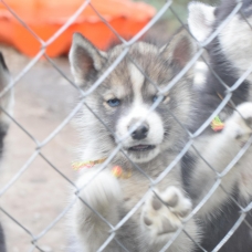 Image pour l'annonce vend chiots husky sibérien LOF