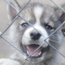 Image pour l'annonce vend chiots husky sibérien LOF