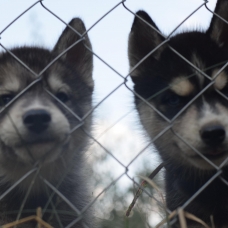 Image pour l'annonce vend chiots husky sibérien LOF