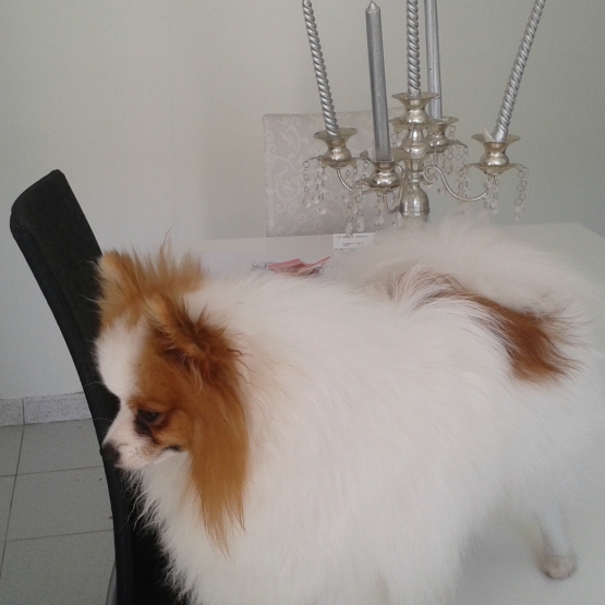 Image pour l'annonce Vends spitz nain