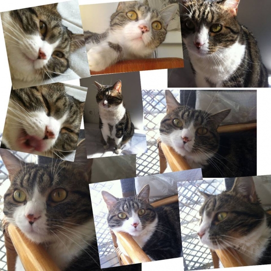 Image pour l'annonce Une chatte 4 ans a donner