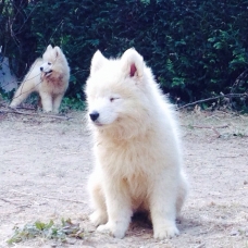 Image pour l'annonce Samoyède - Chiots - LOF