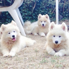 Image pour l'annonce Samoyède - Chiots - LOF