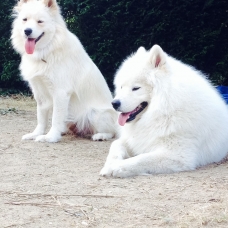 Image pour l'annonce Samoyède - Chiots - LOF
