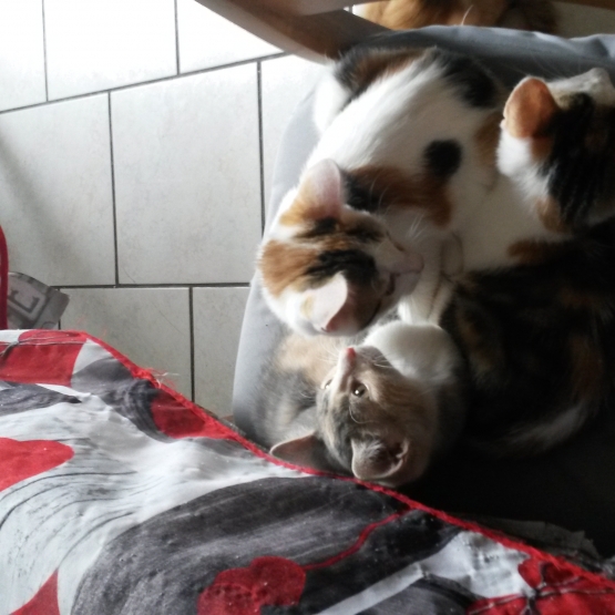 Image pour l'annonce 3 femelles chatons tricolores a donner