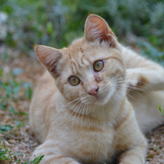 Image pour l'annonce Chaton mâle à donner