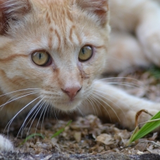 Image pour l'annonce Chaton mâle à donner