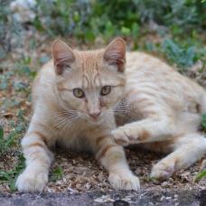 Image pour l'annonce Chaton mâle à donner