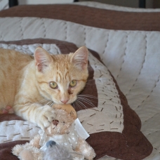 Image pour l'annonce Chaton mâle à donner