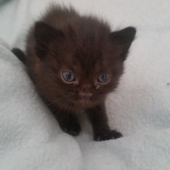 Image pour l'annonce donnes chatons