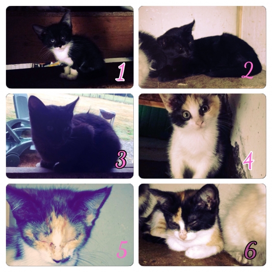 Image pour l'annonce Donne chatons femelles