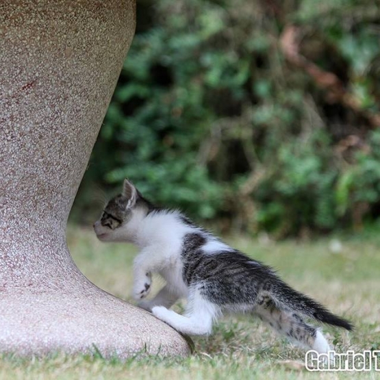 Image pour l'annonce Donne 1 Chaton