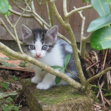 Image pour l'annonce Donne 1 Chaton