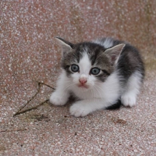 Image pour l'annonce Donne 1 Chaton