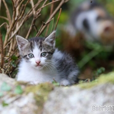 Image pour l'annonce Donne 1 Chaton