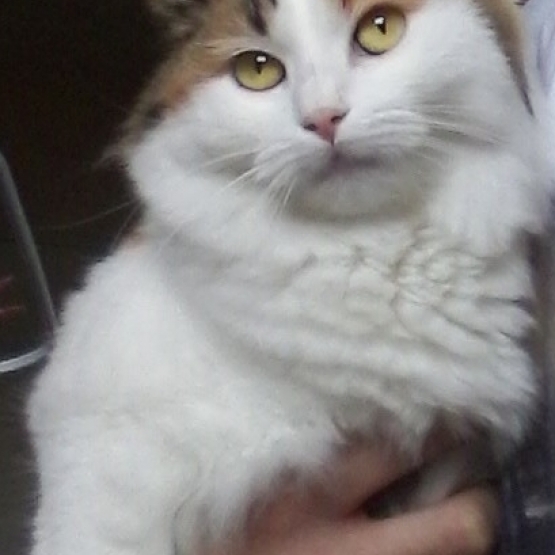 Image pour l'annonce Donne chatte adulte
