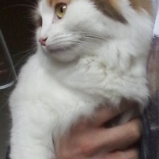 Image pour l'annonce Donne chatte adulte