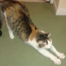 Image pour l'annonce Donne chatte adulte