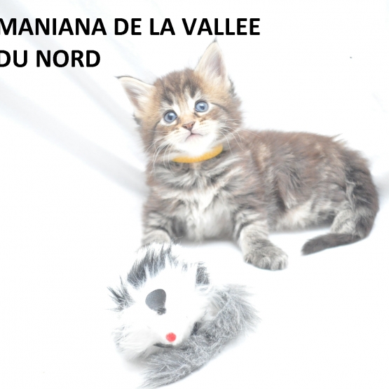 Image pour l'annonce chaton maine coon loof