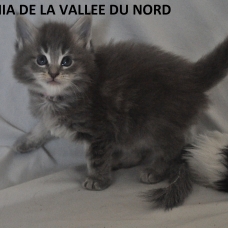 Image pour l'annonce chaton maine coon loof