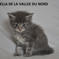 Image pour l'annonce chaton maine coon loof