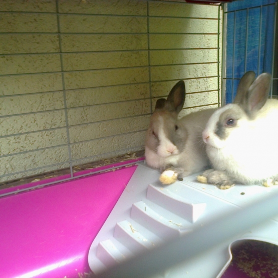 Image pour l'annonce À Vendre lapins nains