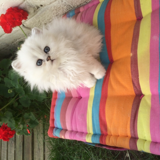 Image pour l'annonce magnifique chatons persan  chinchilla LOOF