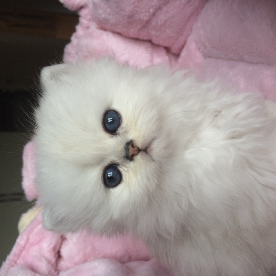 Image pour l'annonce magnifique chatons persan  chinchilla LOOF