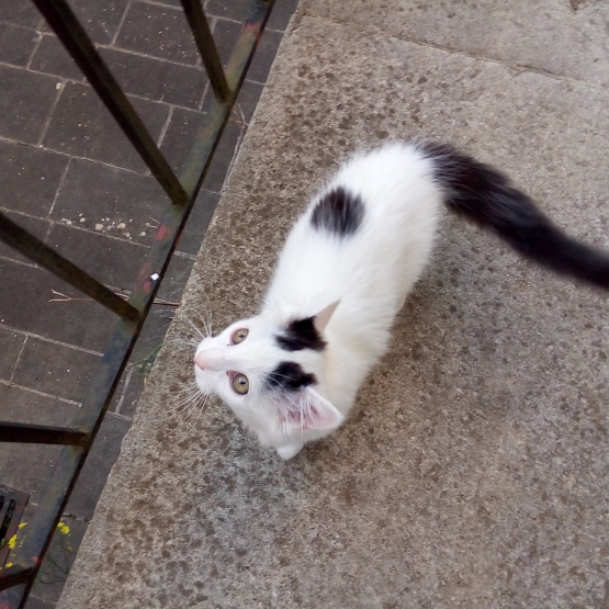 Image pour l'annonce Donne joli chaton mâle blanc et noir contre bons soins.