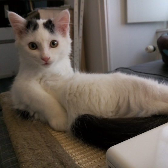 Image pour l'annonce Donne joli chaton mâle blanc et noir contre bons soins.