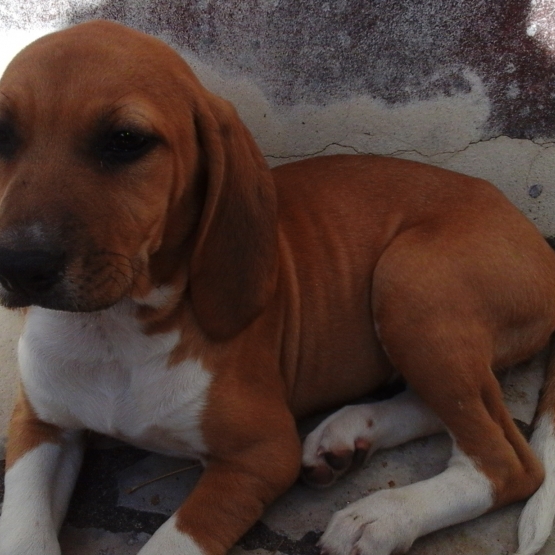 Image pour l'annonce A vendre Beagle 3 mois Femelle non lof vacciné et vermifugé 150€