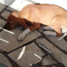 Image pour l'annonce A vendre Beagle 3 mois Femelle non lof vacciné et vermifugé 150€