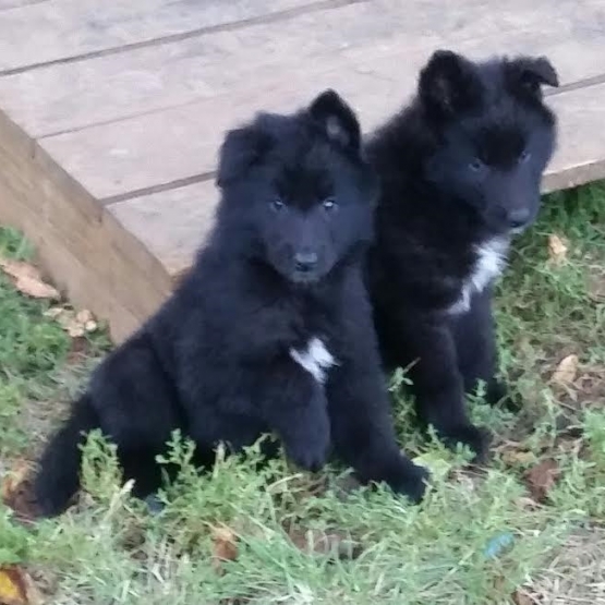Image pour l'annonce A réserver chiots Berger Belge Groenendael