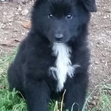 Image pour l'annonce A réserver chiots Berger Belge Groenendael