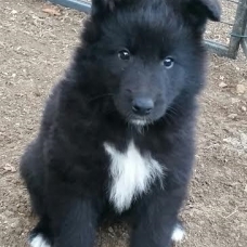 Image pour l'annonce A réserver chiots Berger Belge Groenendael
