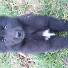 Image pour l'annonce A réserver chiots Berger Belge Groenendael