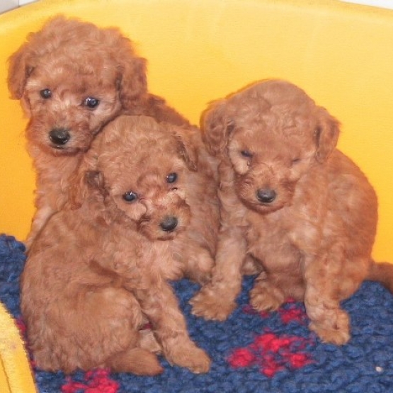 Image pour l'annonce Chiots Caniche toy abricot